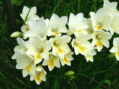 freesias