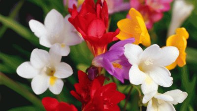 freesias