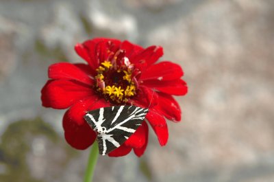 zinnia