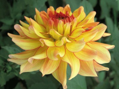 dahlia