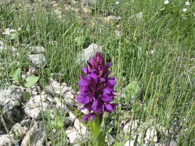 Orchis (Alpes-France)