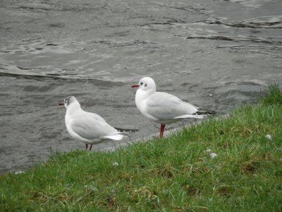 Mouettes (Verviers-East Belgium)