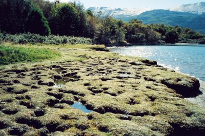 Turbal en Tierra del Fuego. Argentina