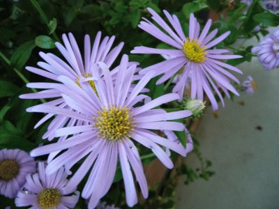 aster