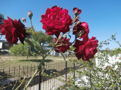 ROSAS