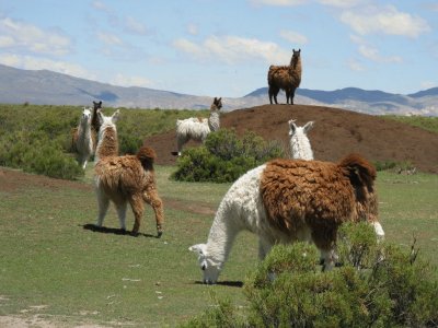 En la Provincia de Jujuy. Argentina