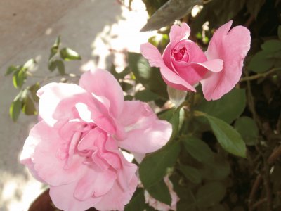 ROSAS