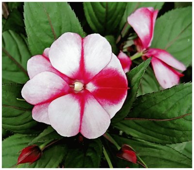 impatiens