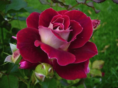 Rosa