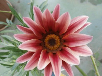 GAZANIA