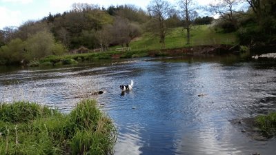 River Lagan