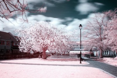 Candy floss tree