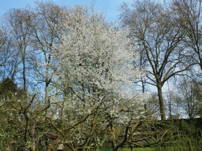 Arbres en fleurs (Nl)