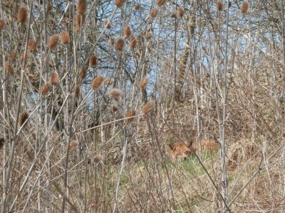 Sleeping fox (East Belgium)