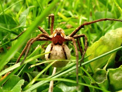 Pisauris mirabilis (East Belgium)