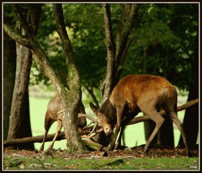 Combat de mÃ¢les (East Belgium)