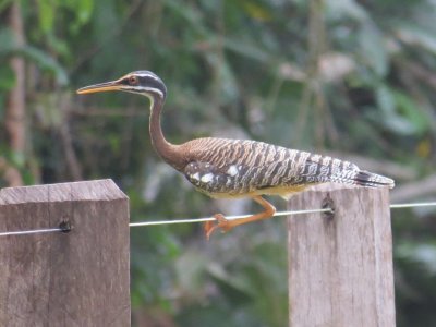 Pavãozinho do Pará