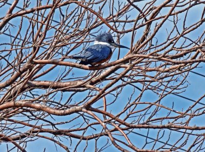 En los Esteros del IberÃ¡. Corrientes. Argentina