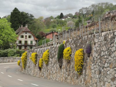 mur en fleurs