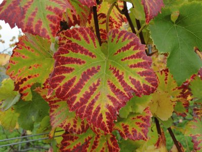 feuille de vigne