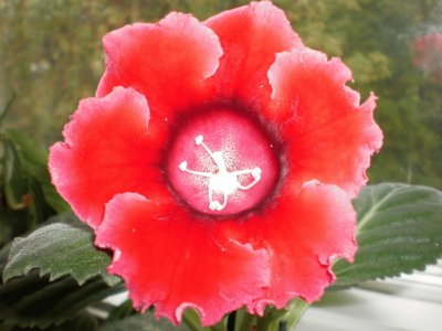 gloxinia