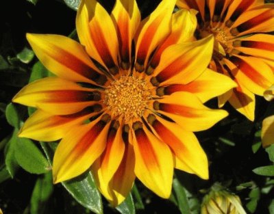 gazania