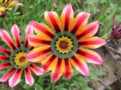 gazania