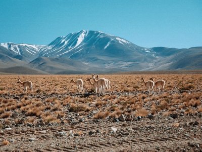 Antofagasta de la Sierra. Catamarca. Argentina