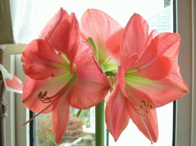 amaryllis