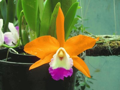 orquÃ­dea