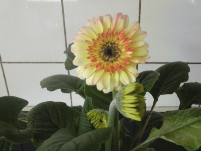 gerbera