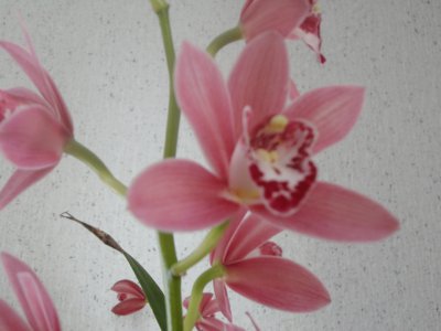 orchidÃ©e