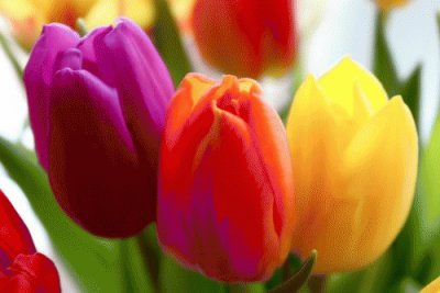 פאזל של Tulips