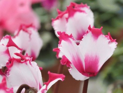 cyclamen