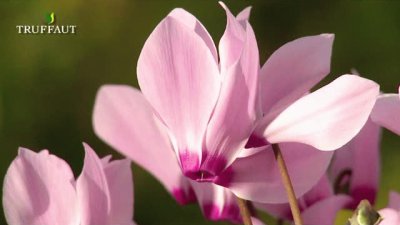 cyclamen