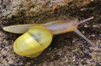 escargot