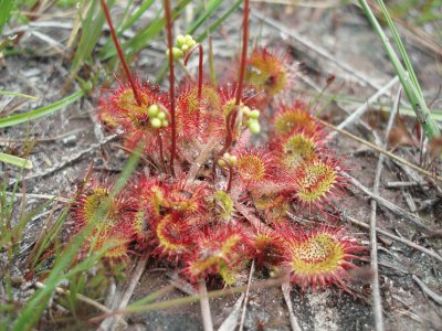 Plantes carnivores (East Belgium)