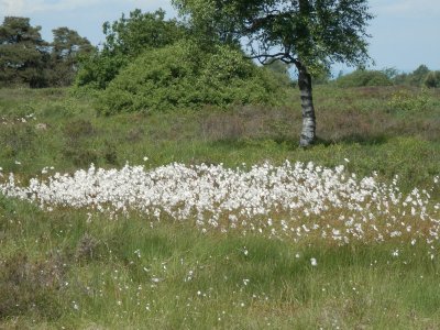 Wool Flowers (East Belgium)