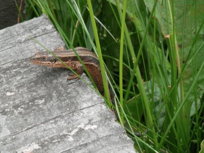 LÃ©zard ovipare (Malchamps- East Belgium)