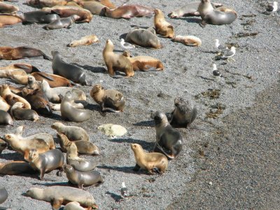 LoberÃ­a en Puerto Madryn. Chubut. Argentina