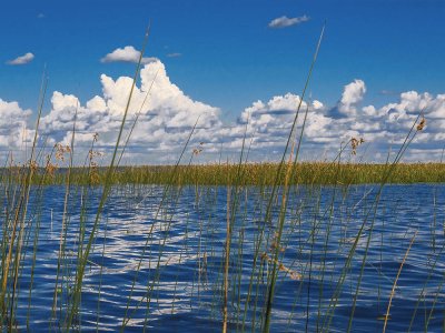 Esteros del IberÃ¡. Corrientes. Argentina