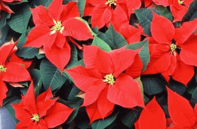 poinsettia