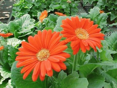 gerbera