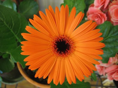 gerbera