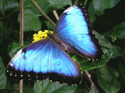 mariposa azul