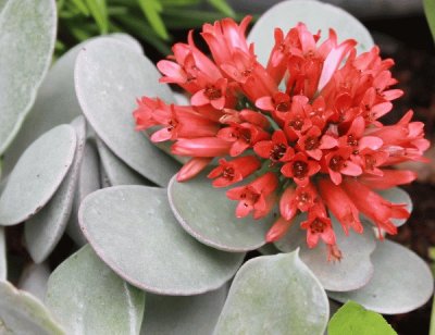 kalanchoe