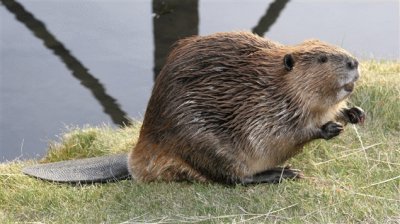 Castor (South Belgium)