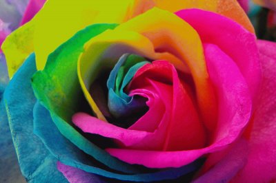 Rainbow Rose