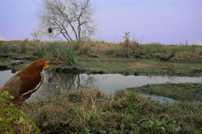 En los Esteros del IberÃ¡. Corrientes. Argentina