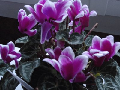 cyclamen